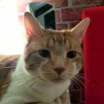 Wellington Circle Veterinary Center