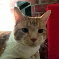 Wellington Circle Veterinary Center ico