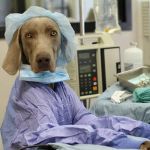 River Road Veterinary Hospital