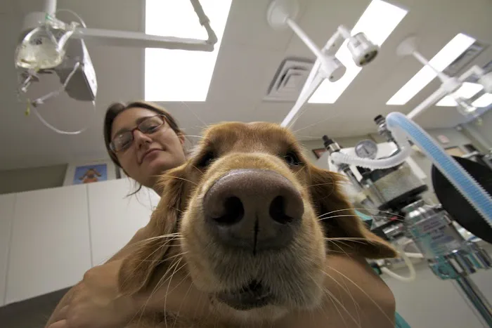 River Road Veterinary Hospital Picture 8