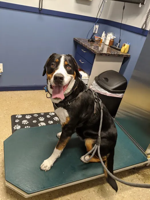 Stoneham Animal Hospital Inc Picture 1