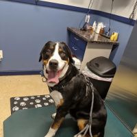 Stoneham Animal Hospital Inc ico