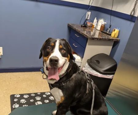 Stoneham Animal Hospital Inc