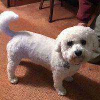 Reading Animal Clinic ico