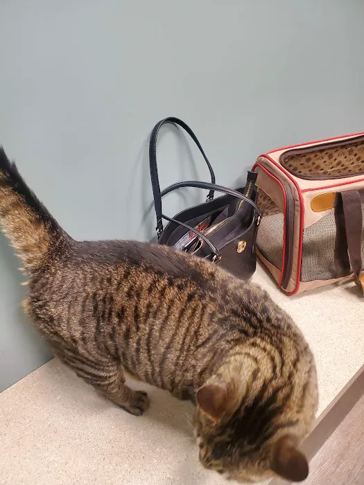 Reading Animal Clinic Picture 2
