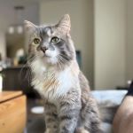 Melrose Animal Clinic