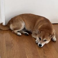 Pine Banks Animal Hospital ico