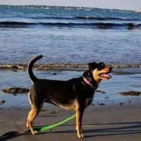 North Reading Veterinary Clinic ico