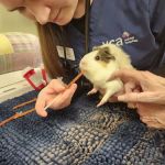 VCA Wakefield Animal Hospital