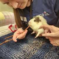 VCA Wakefield Animal Hospital ico
