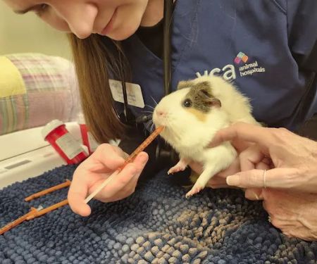 VCA Wakefield Animal Hospital