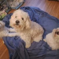 Johnson City Veterinary Hospital ico