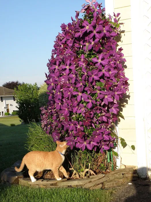 Johnson City Veterinary Hospital Picture 3