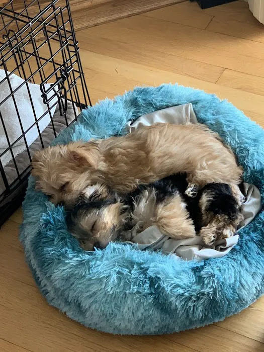 Dickin Memorial Animal Hospital Picture 4