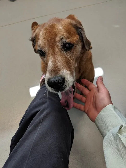Dickin Memorial Animal Hospital Picture 6