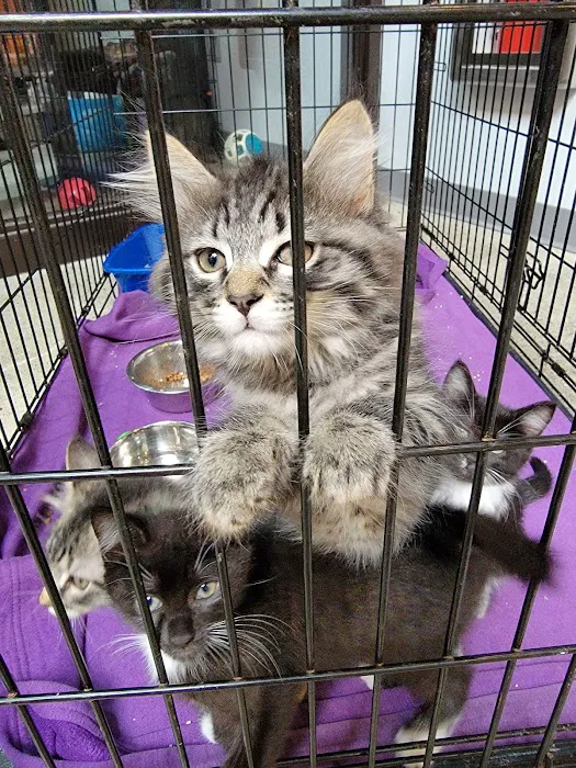 Dickin Memorial Animal Hospital Picture 1