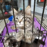 Dickin Memorial Animal Hospital ico
