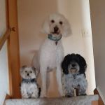 PetVet Vaccination Clinic
