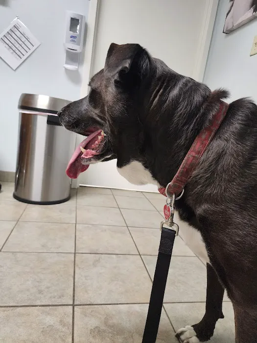 VCA Southern Tier Animal Hospital Picture 8