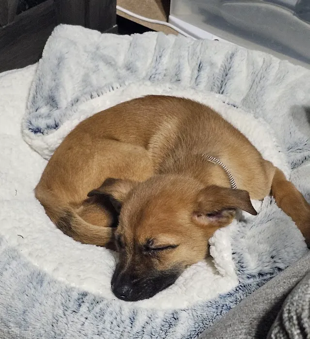 VCA Southern Tier Animal Hospital Picture 6