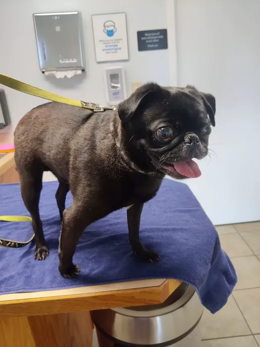 VCA Southern Tier Animal Hospital Picture 1