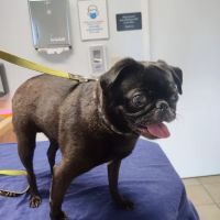VCA Southern Tier Animal Hospital ico
