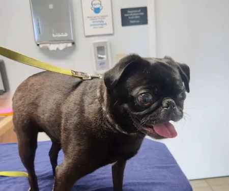 VCA Southern Tier Animal Hospital