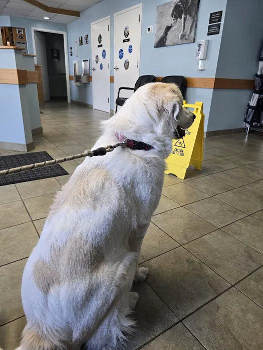 VCA Southern Tier Animal Hospital Picture 9