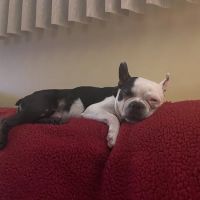 Creekside Animal Hospital ico