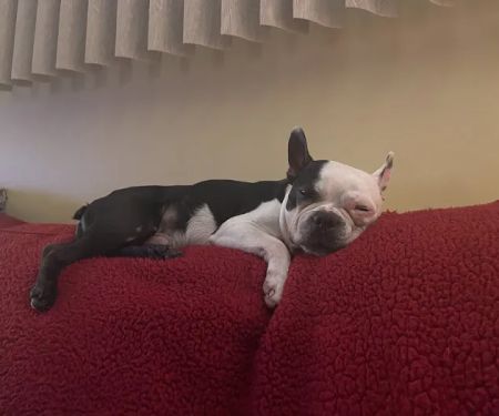 Creekside Animal Hospital