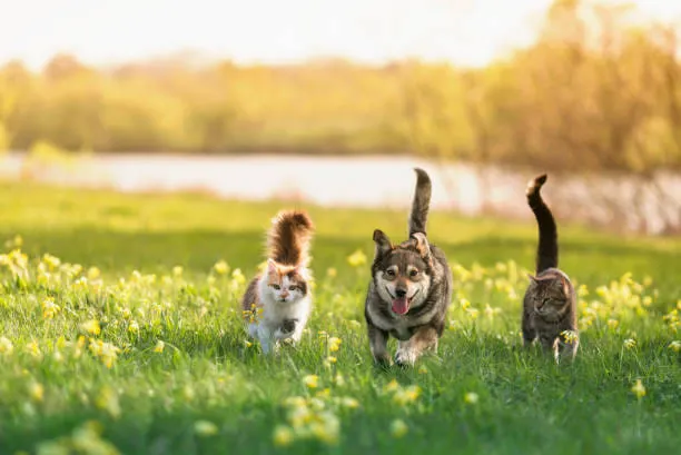 Country Doctor Veterinary Hospital Picture 9