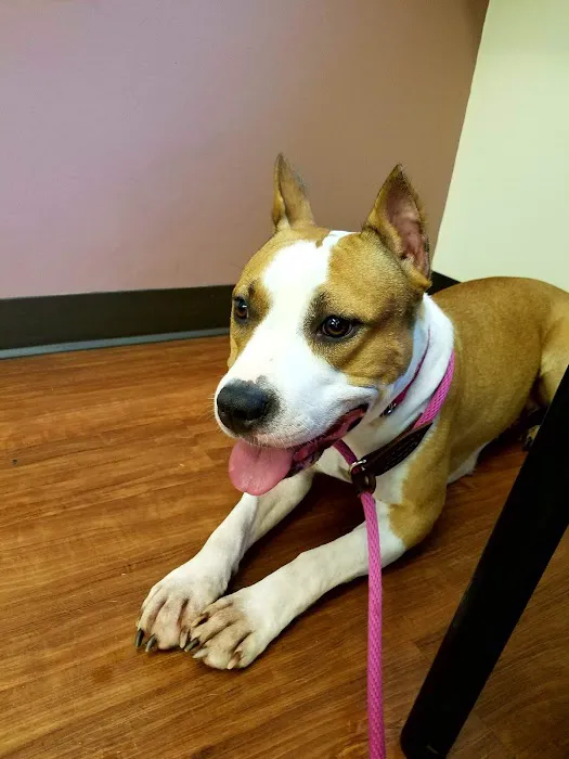 Orefield Veterinary Clinic Picture 7
