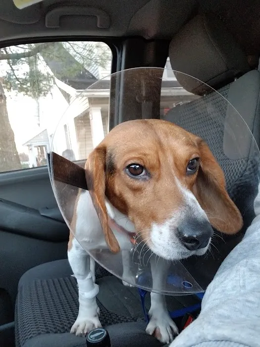 Orefield Veterinary Clinic Picture 4