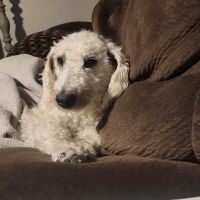 Orefield Veterinary Clinic ico