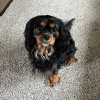 Sunflower Veterinary Center ico