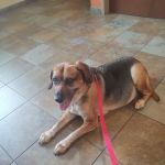 Ringtown Valley Veterinary Hospital