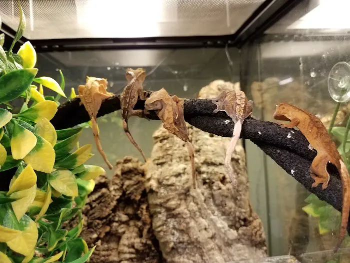 Fire n' Ice Reptiles Picture 2