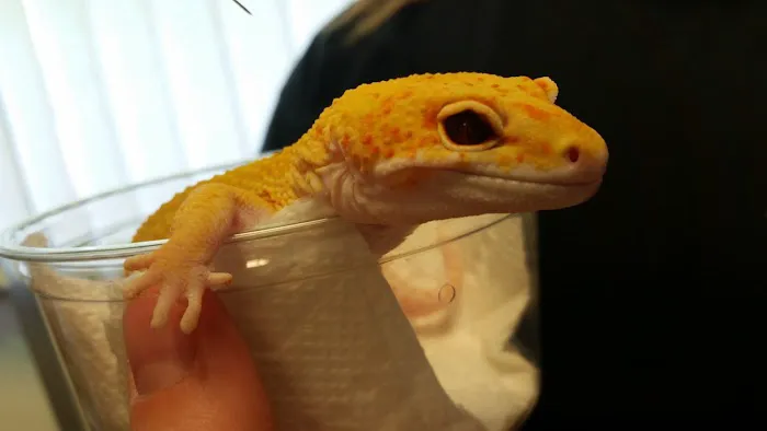 Fire n' Ice Reptiles Picture 1