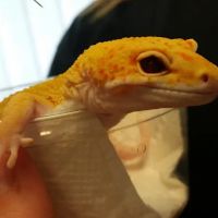 Fire n' Ice Reptiles ico