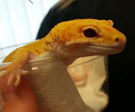 Fire n' Ice Reptiles