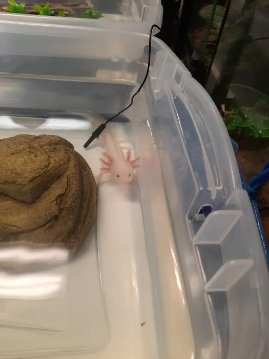 Fire n' Ice Reptiles Picture 9