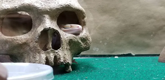 Fire n' Ice Reptiles Picture 8