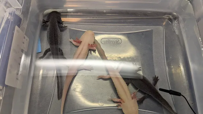 Fire n' Ice Reptiles Picture 6