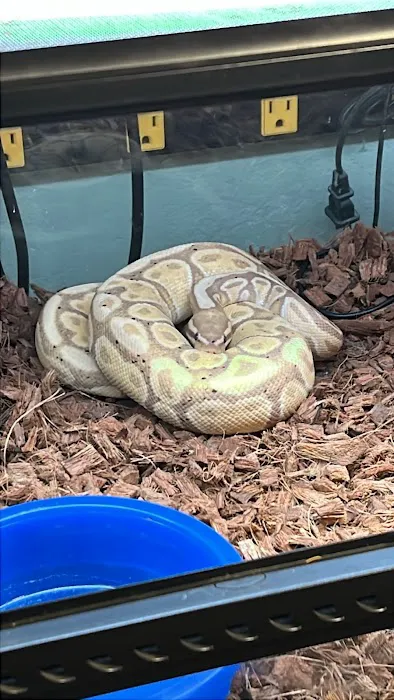 Fire n' Ice Reptiles Picture 10