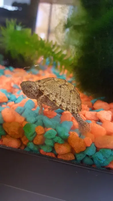 Fire n' Ice Reptiles Picture 5