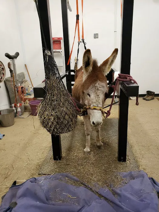 Quodomine Veterinary Services Picture 1
