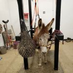 Quodomine Veterinary Services