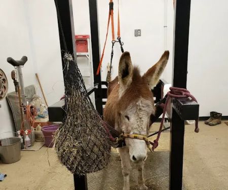 Quodomine Veterinary Services