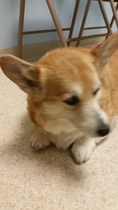 Hamburg Animal Hospital Picture 6