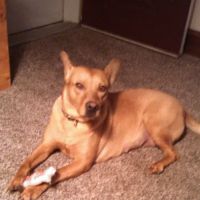 Hamburg Animal Hospital ico